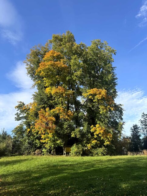 Der Oktober war geprägt von Hochdruckwetter und liess die Herbstbäume golden erscheinen, wie hier in Rorschacherberg SG am 21. Oktober. (Foto: Andreas Walker)